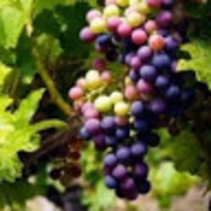 Meet your Posher, Andree